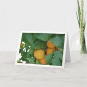 アプリコットフルーツオンツリー カード (正面)