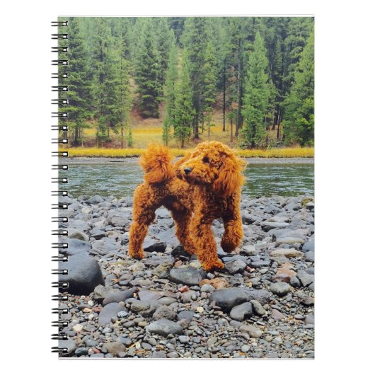 アプリコットプードル – カスタマイズ可能なギフト ノートブック (正面)