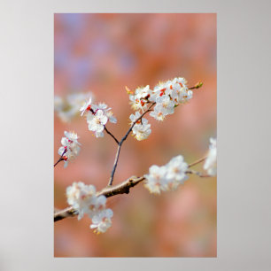 アプリコット日本のの花の房 ポスター