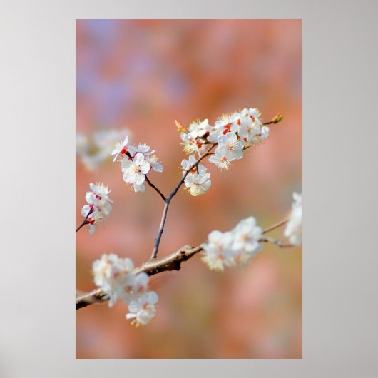 アプリコット日本のの花の房 ポスター (正面)