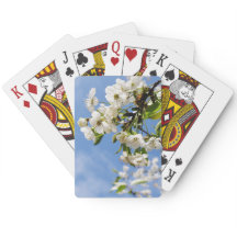 アプリコット春花。