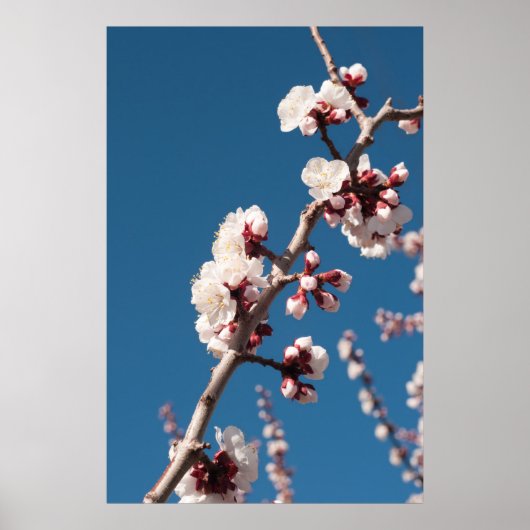アプリコット花 ポスター (正面)