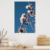 アプリコット花 ポスター (キッチン)