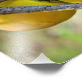 アプリコット フォトプリント            (角)