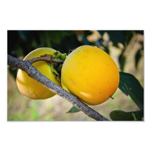 アプリコット フォトプリント            (正面)