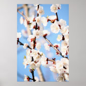 アプリコット ポスター (正面)