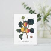 アプリコット ポストカード (スタンド正面)