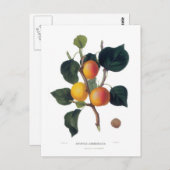 アプリコット ポストカード (正面/裏面)