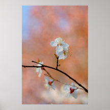 アプリコ日本のット花