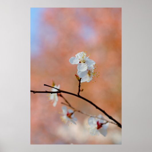 アプリコ日本のット花 ポスター (正面)