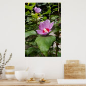 アプロディーテ ムクゲ 低木, 薔薇色の花 ポスター (キッチン)