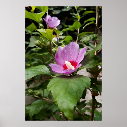 アプロディーテ ムクゲ 低木, 薔薇色の花 ポスター (正面)