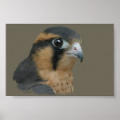 アプロマド ポスター (正面)