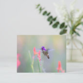 アプローチ中のコスタのハミングバード ポストカード (スタンド正面)