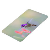 アプローチ中のコスタのハミングバード マグネット (左側)