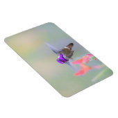 アプローチ中のコスタのハミングバード マグネット (右側)