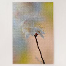 アプ素晴らし日本のリコット花