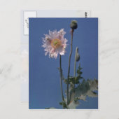 アヘンの白いケシの花(Papaver Somniferum) ポストカード (正面/裏面)