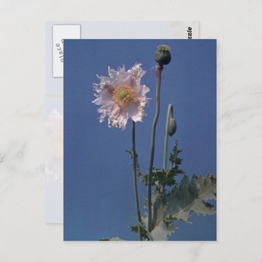 アヘンの白いケシの花(Papaver Somniferum) ポストカード (正面/裏面)