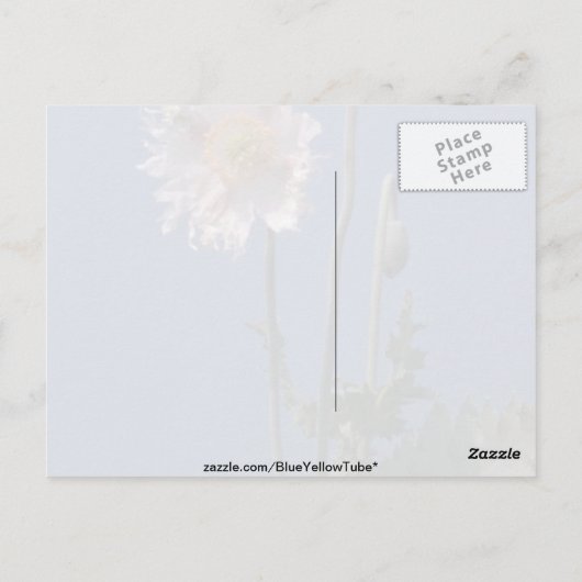 アヘンの白いケシの花(Papaver Somniferum) ポストカード (裏面)