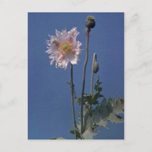 アヘンの白いケシの花(Papaver Somniferum) ポストカード