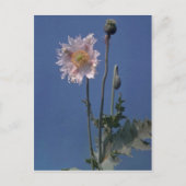 アヘンの白いケシの花(Papaver Somniferum) ポストカード (正面)