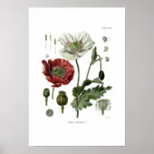 アヘン・ポピー ポスター (正面)