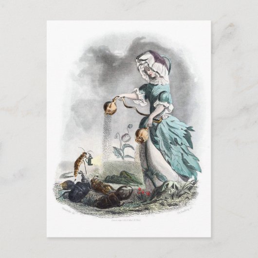 アヘン・ポピー ポストカード (正面)