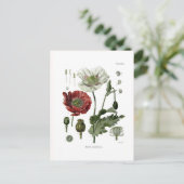 アヘン・ポピー ポストカード (スタンド正面)