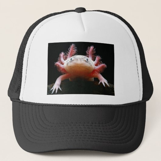 アホロートルAxolotl.png キャップ (正面)