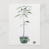 アボカドツリー ポストカード (正面)