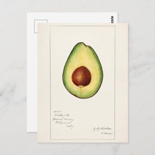 アボカド（ペルシー）フルーツウォーター絵画の色 ポストカード (正面/裏面)