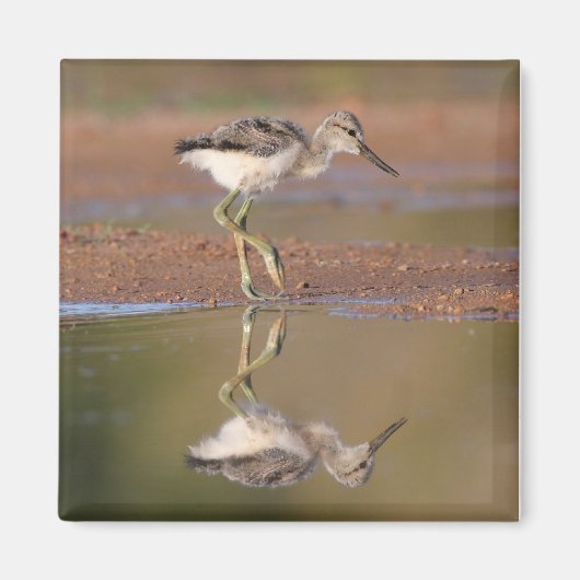 アボケヒック マグネット (正面)