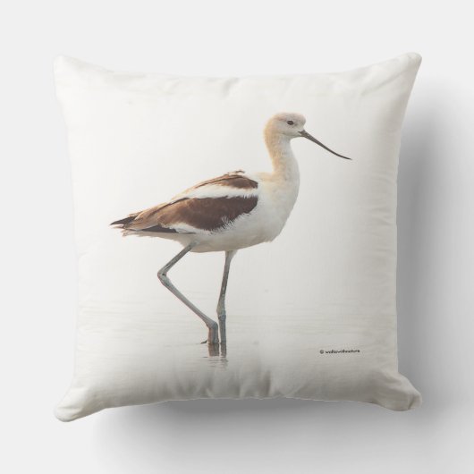 アボケ素晴らしトのアメリカ鳥がビーチを散歩 クッション (裏面)