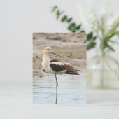 アボケ素晴らしトのビーチ ポストカード (スタンド正面)