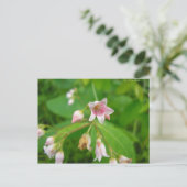 アポシンアフエイユダンドロセーム ポストカード (スタンド正面)