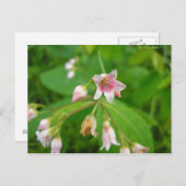 アポシンアフエイユダンドロセーム ポストカード (正面/裏面)