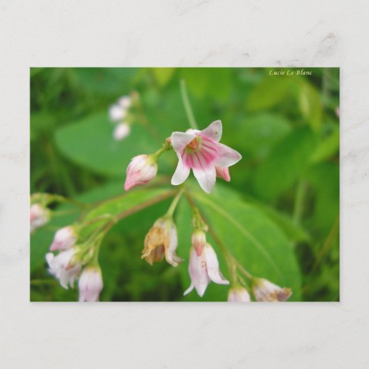 アポシンアフエイユダンドロセーム ポストカード (正面)