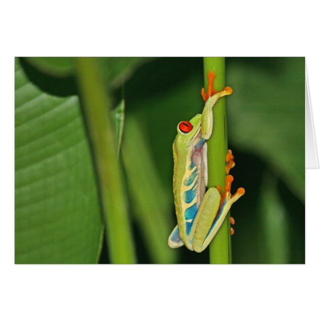 アマガエルの写真 (正面横)