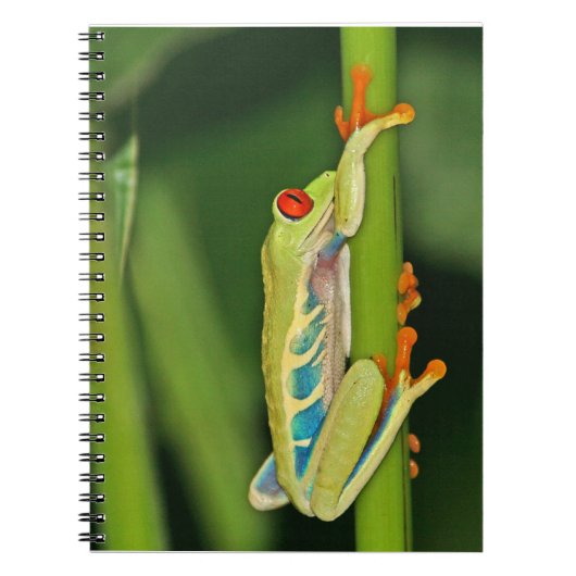 アマガエルの写真 ノートブック (正面)