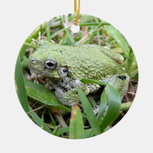 アマガエル自然写真 セラミックオーナメント (正面)