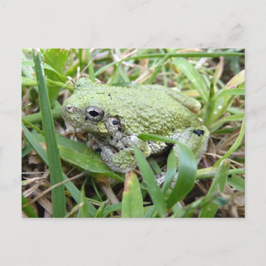 アマガエル自然写真 ポストカード (正面)
