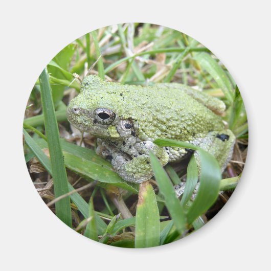 アマガエル自然写真 マグネット (正面)