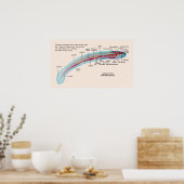 アマガエル類幼生の図 ポスター (キッチン)