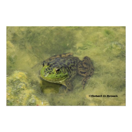 アマガエル クローズアップ 写真拡大 フォトプリント            (正面)