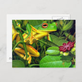 アマガエル ポストカード (正面/裏面)