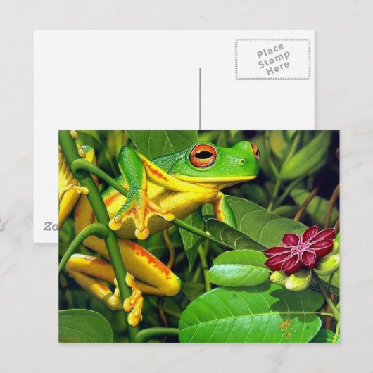 アマガエル ポストカード (正面/裏面)