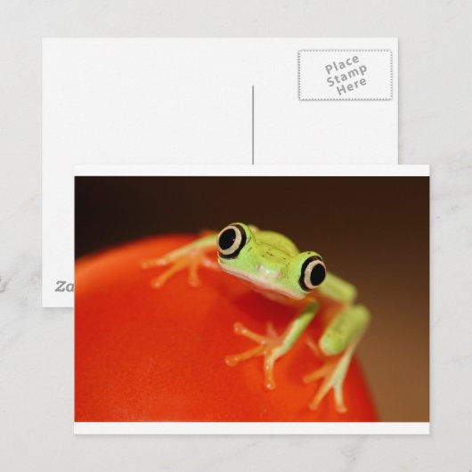アマガエル ポストカード (正面/裏面)