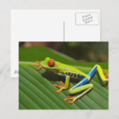 アマガエル ポストカード (正面/裏面)