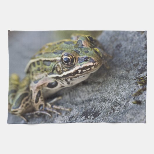 アマガエル, 透明の島, キッチンタオル (横)